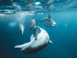 Underwater dolfins ssni